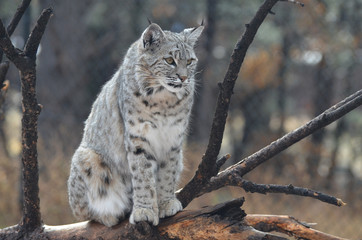 Fototapeta premium Posing and Poised Lynx