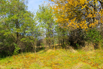 Deciduous forest on autumn