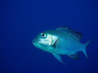 Sea Bream