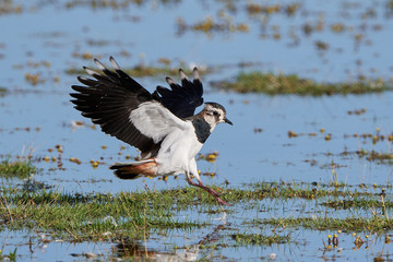 Northern lapwing (Vanellus vanellus)
