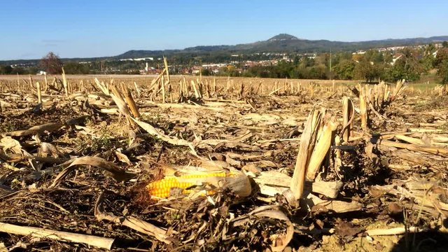 Maiskolben auf abgeerntetem Feld mit dem Berg Hohenstaufen im Hintergrund
