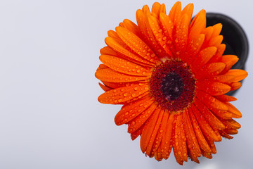 Orange gerbera with water drops