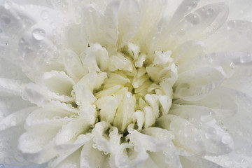 Obraz na płótnie Canvas White chrysanthemum petals with water drops