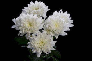 White Chrysanthemum with water drops