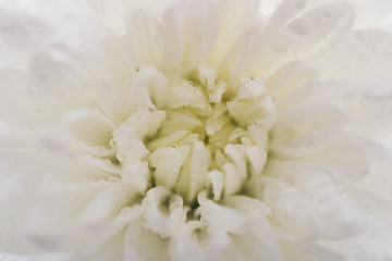 White chrysanthemum petals with water drops
