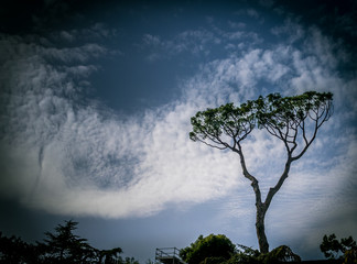 Fototapeta na wymiar Tree with clouds