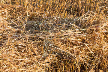 Farmland fields