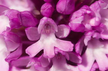 Flowers detail of Pyramidal Orchid - Anacamptis pyramidalis
