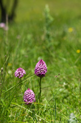 Pyramidal orchid plants on a green field – Anacamptis pyramidalis