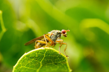 Low perpective of fly over green - Scathophaga sp.