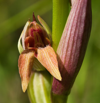 Small Flowered Tongue Orchid malformation – Serapias parviflora