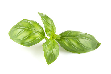 Fresh green leaf basil