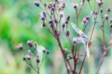 dragonfly in close up