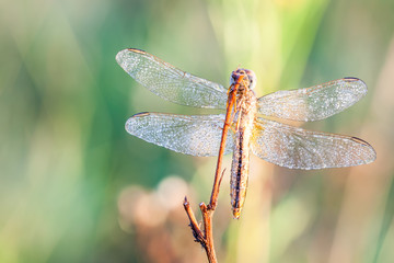 dragonfly in close up