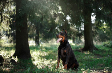 Doberman dog, beautiful pet