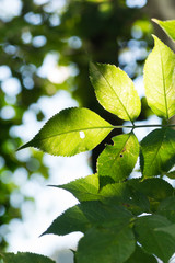 Fototapeta na wymiar Grüne von Sonnenlicht durchtränkte Blätter 