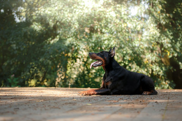 Doberman dog, beautiful pet