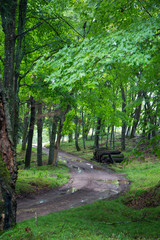 Gravel Road in a Forest