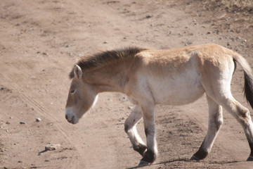 モンゴルの野生馬タヒ