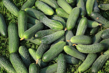 Fresh green cucumber lying on the grass.