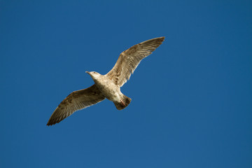 Flying seagull bird on beautiful sky background