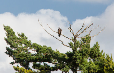 Immature Bald Eagle
