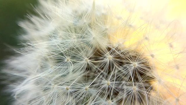 L&ouml;wenzahn, Samen tanzen im Wind
