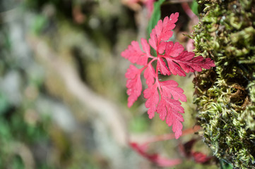 d&eacute;tail feuilles rouges en automne