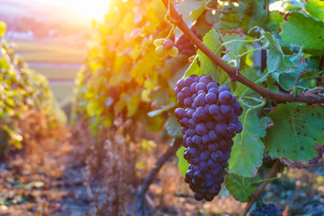 Fototapeta Vine grapes in champagne region in autumn harvest, France obraz