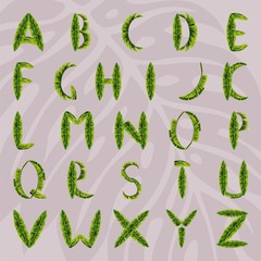 English alphabet made from hand drawn palm leaves on a background silhouette monstera plant, 100% natural font