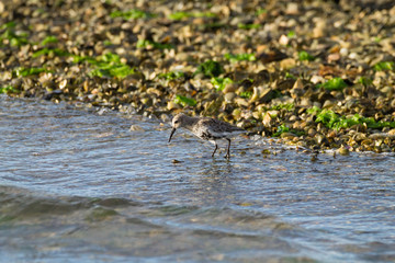 Kentish plover bird