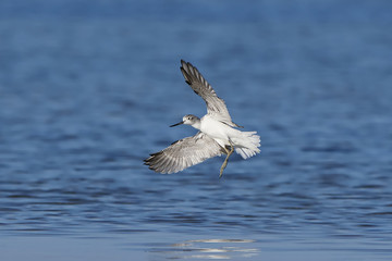 Naklejka premium Common greenshank (Tringa nebularia)