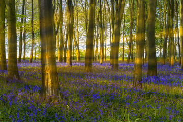 Sunshine streams through beech trees in bluebell woods of Oxford