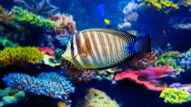 Colorful aquarium. 4k, 25fps