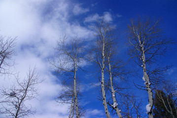 Winter, aspens in snow with blue sky