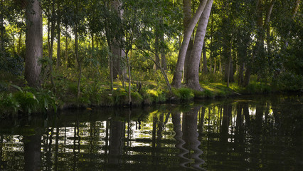 reflets frétillants sur l'eau du Marais Poitevin, Damvix (85420),  département de la Vendée en...