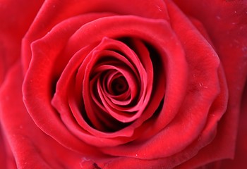 red roses and nature