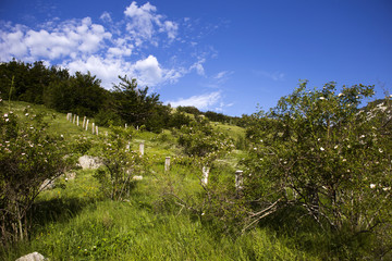 Fototapeta na wymiar Velebit landscape
