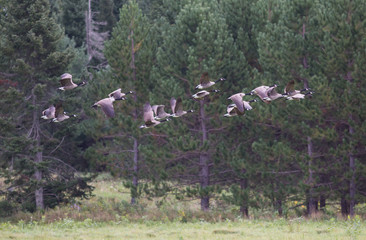 Canada Geese in Flight