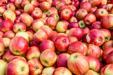 Äpfel - Apfelernte Jonagold
