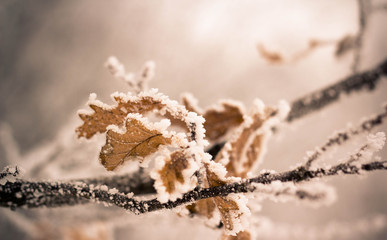 Winter, the Leaves of the Trees in the Frost, Seasons - 123831275