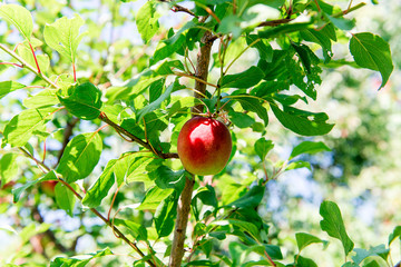 Sweet juicy nectarine on a tree. Harvesting nectarine. Gardening.