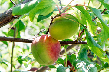 Sweet juicy nectarine on a tree. Harvesting nectarine. Gardening.