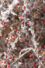 Winter,  Barberry berries in the frost, snow, Seasons