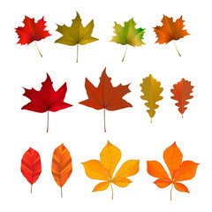 Set of the yellow autumn leaves. Vector design element.