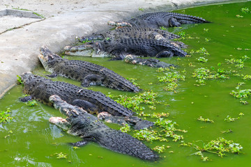 Crocodiles