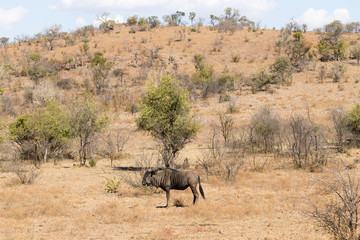 Fototapeta na wymiar Wildebeest from South Africa, Pilanesberg National Park