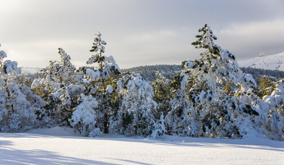 pine trees and mountains