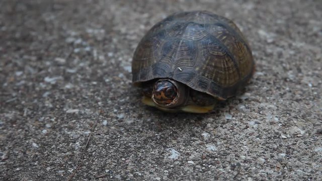 Three-toed Box Turtle crawling on concrete.