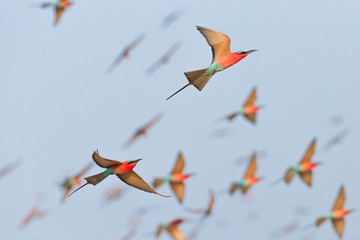 Scharlachspinte im Flug